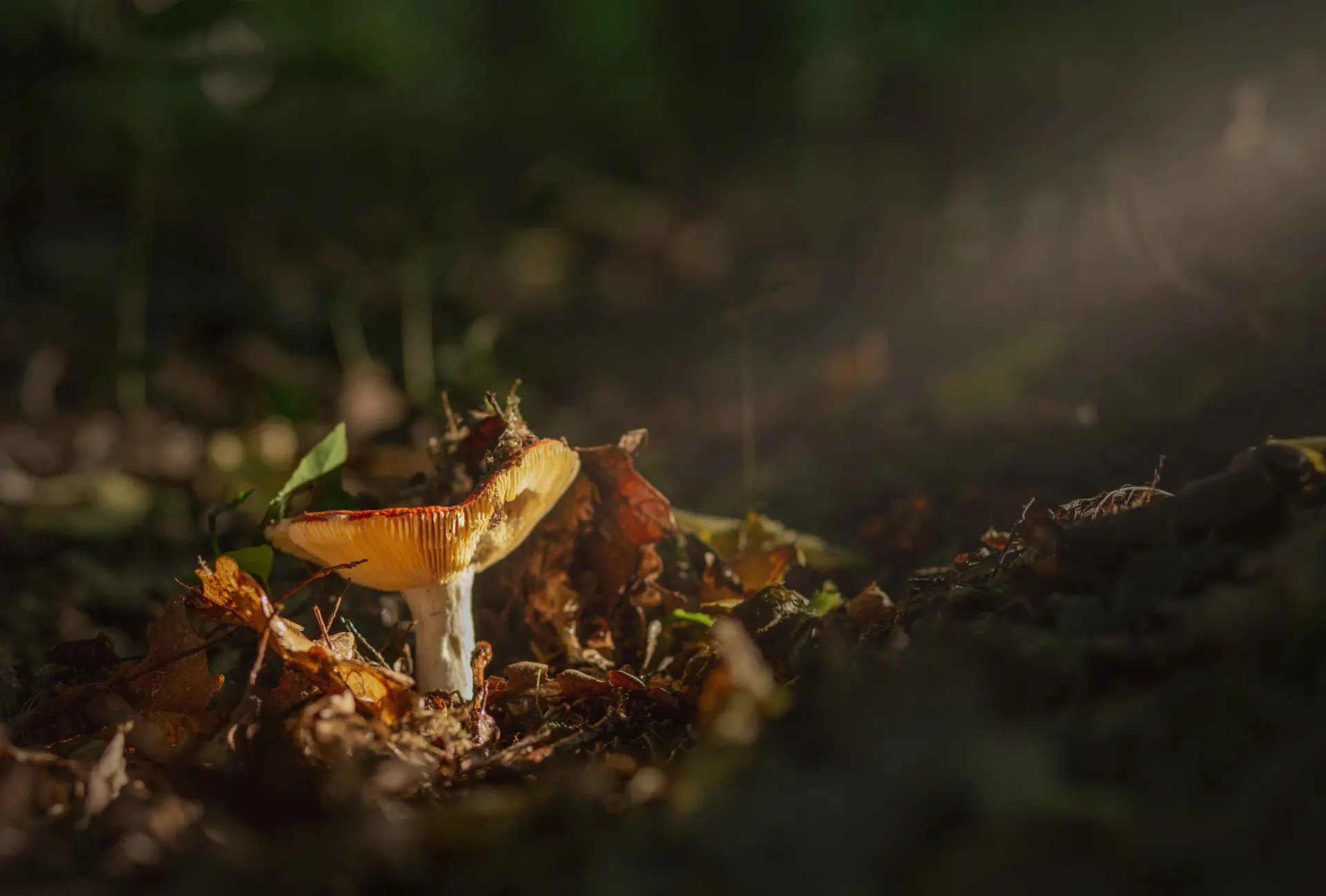 Photo d’un champignon éclairé par un rayon de lumière, capturée par Tijoe, photographe et web designer basé à Mulhouse
