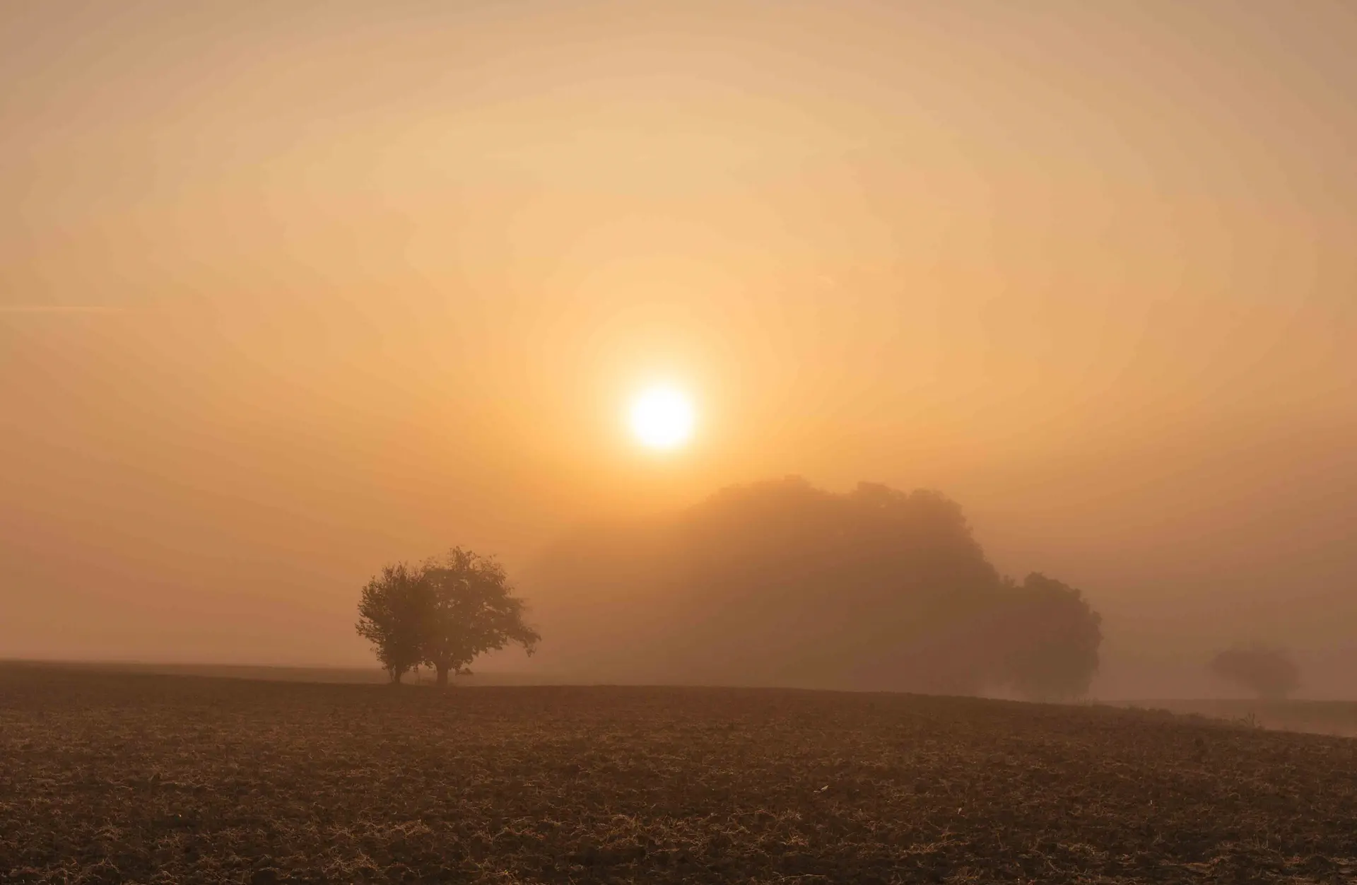 Paysage d’un champ solitaire au lever du soleil dans la brume, réalisé par Tijoe, concepteur de site web et photographe à Mulhouse